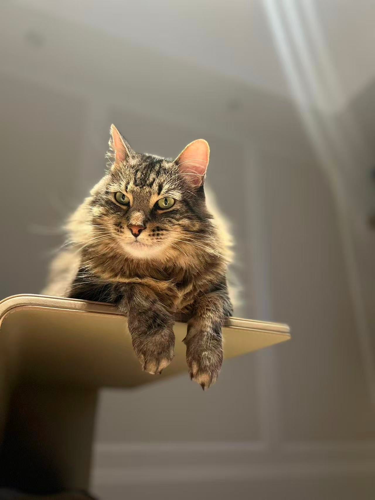 KESS 77 Premium Waterproof Pet Blanket